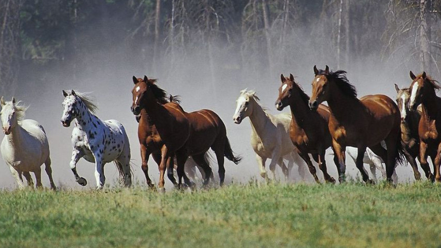 Жамбыл облысында танымал спортшының бір үйір жылқысы қайтарылды