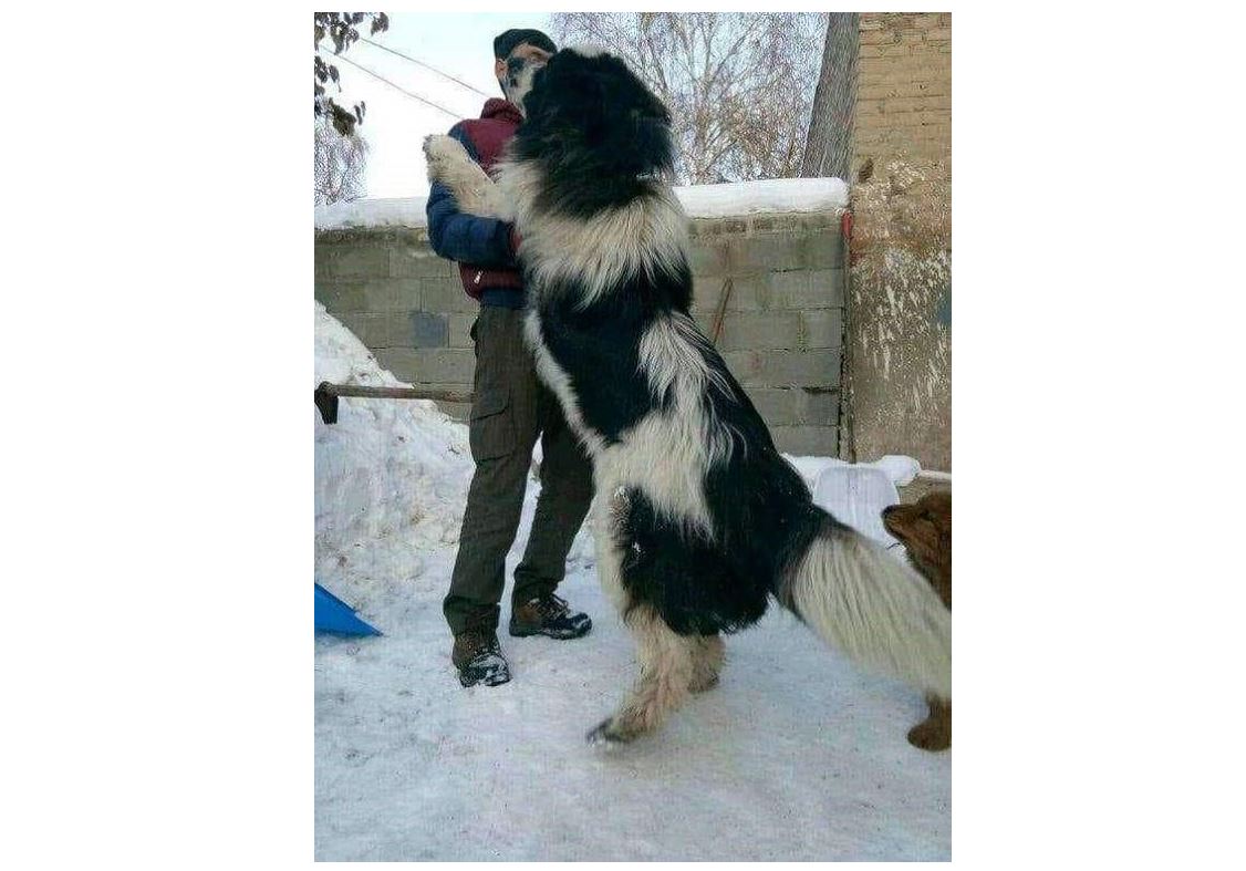 Таутөбет (Тұқымы құрып бара жатқан қазақы төбеттердің Алтайдағы байқауы)