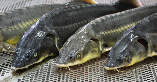 Маңғыстау полицейлері өткен жылы екі тоннадан астам бекіре балығын тәркіледі