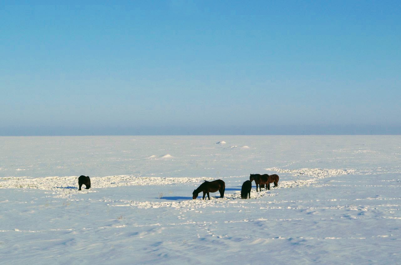 Қараусыз қалған мал ұрланады