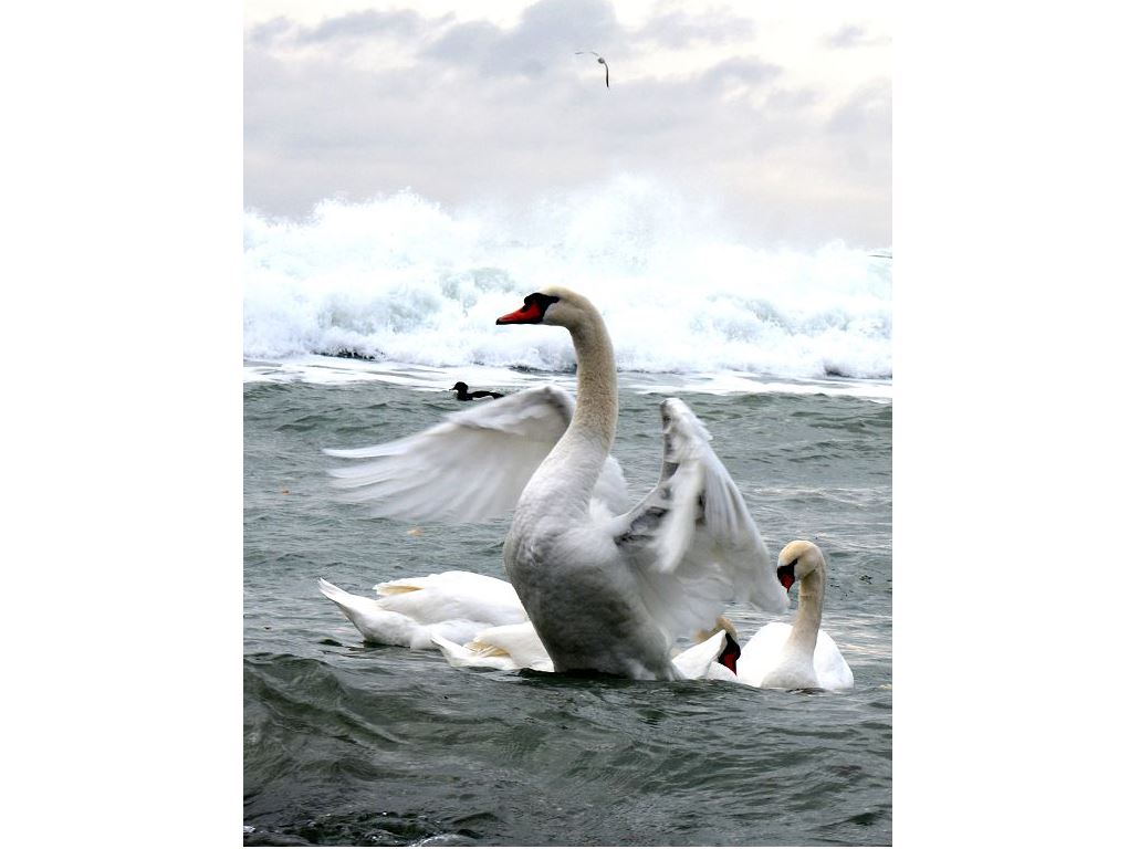 Аққу (төрттаған)