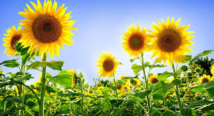 Қазақстан күнбағыс тұқымына экспорттық баж салығын енгізуі мүмкін