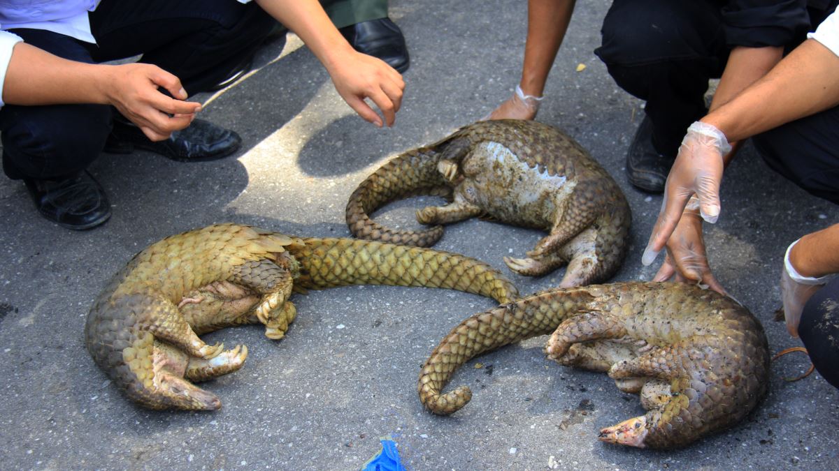 Панголин зауалы