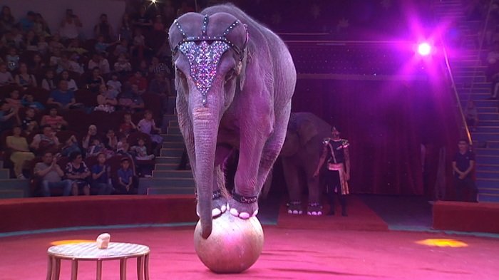 Шымкент циркі жануарлардан бас тартпайтын болды