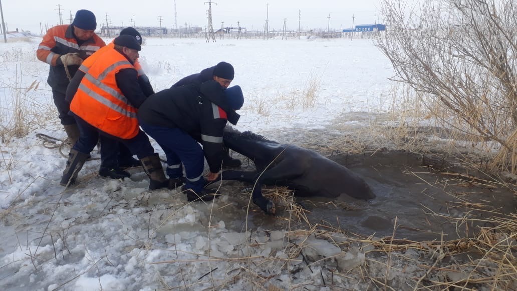 Құдыққа құлаған құнанды құтқарып қалды