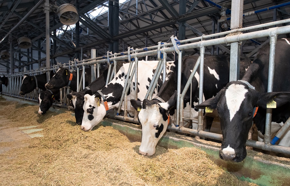 Ордабасы ауданында 379 мал бордақылау алаңы жұмыс істейді