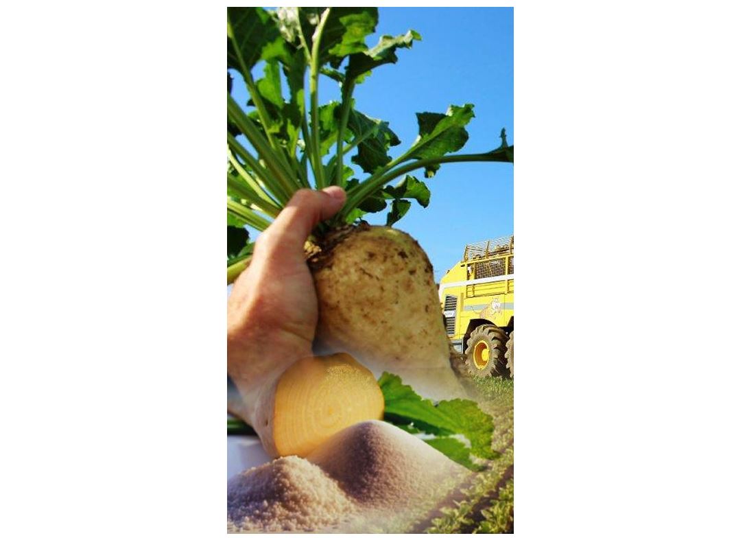 Қызылша мен қамыс – өңдегенге табыс