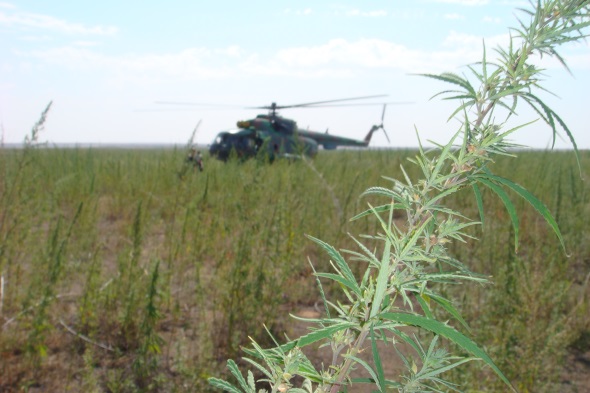 Қызылордада былтыр 349 келі есірткі тәркіленді