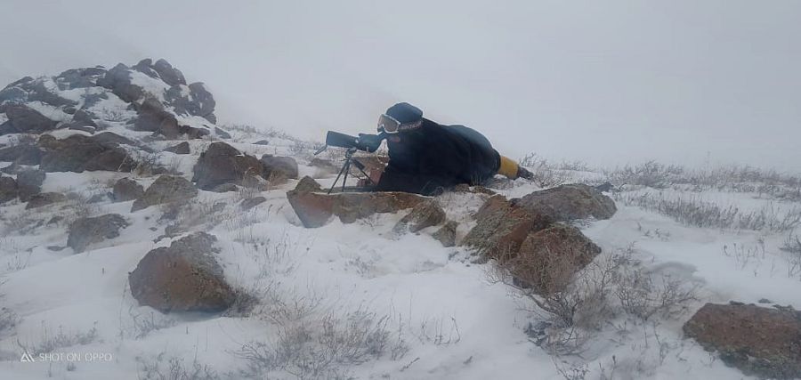 Иірмүйізділер үйірімен жүр