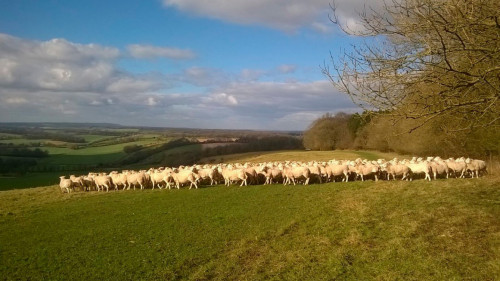 Түркістан облысында жайылым көлемі 742 мың гектарға артады