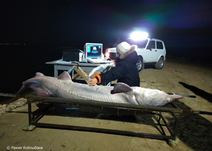 Атыраулық балықшылар салмағы 150 келі тартатын бекіре аулады