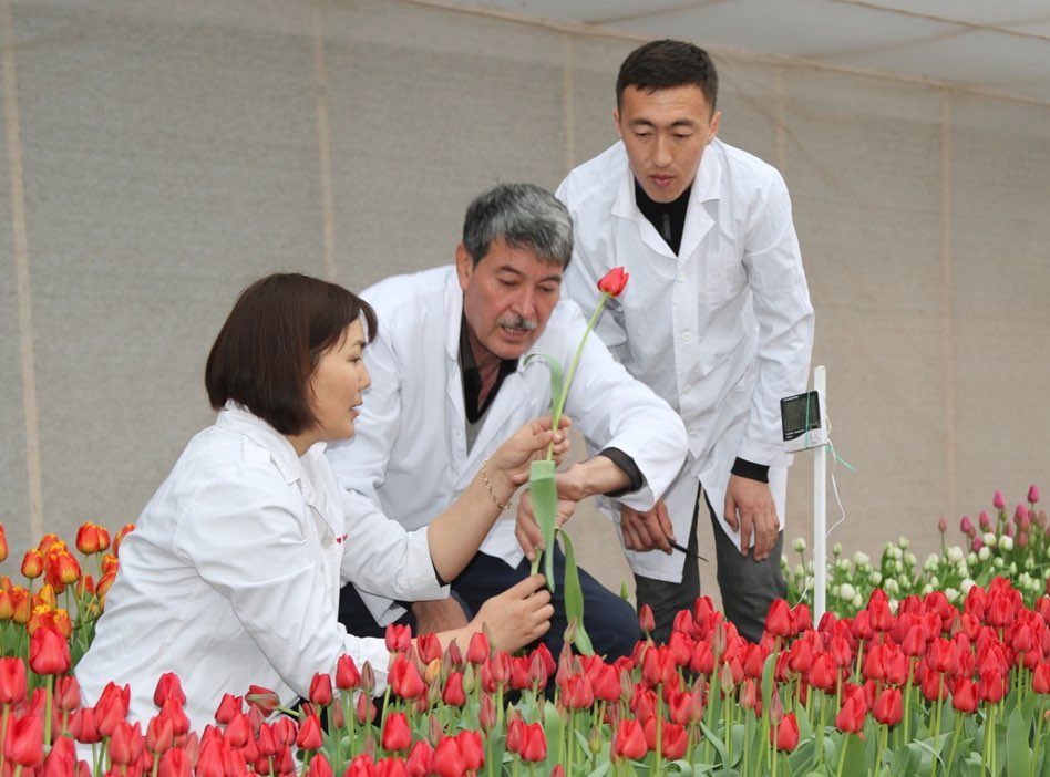 Түркістанда «Президент Назарбаев» қызғалдағы өсірілуде