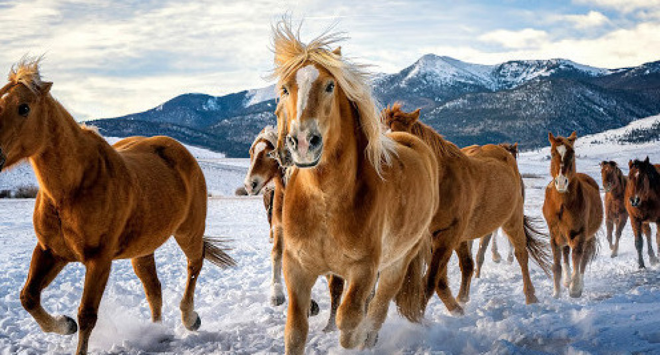 ВКонтакте желісіндегі жігітті жұлқылау