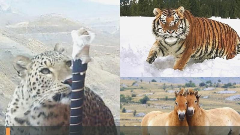 Қазақстанның «Қызыл кітабына» енді