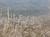 ШҚО-дағы Шар өзенінде балық қырылуда