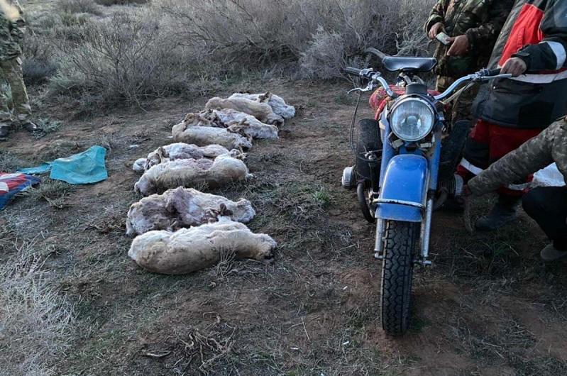 Түркістан облысында ақбөкен атқан браконьерлер ұсталды