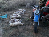 Түркістан облысында ақбөкен атқан браконьерлер ұсталды