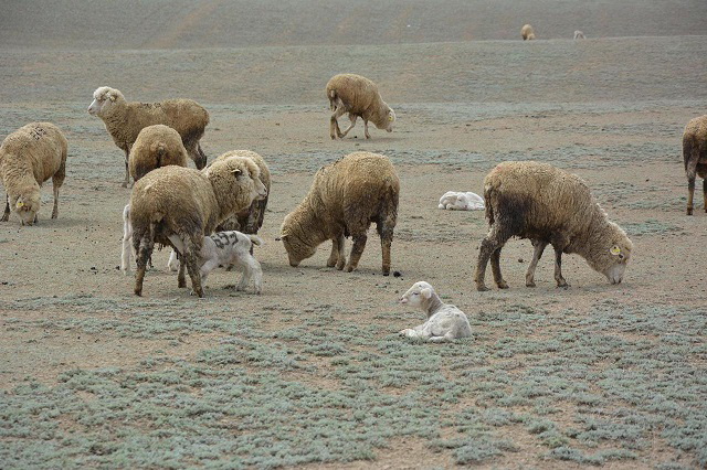 Былғарыдан жасалған онлайн порно