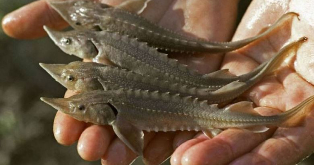 Қынапқа үрлеу мүмкін бе?