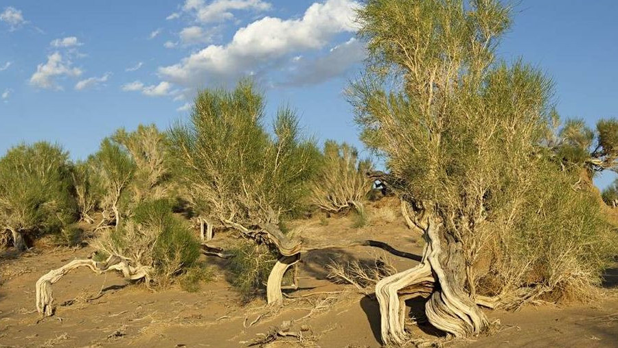 Пермьдегі жұптарға арналған жыныстық демалыс