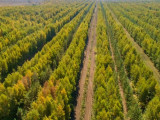 Алтай Көлгінов: «Жасыл белдеу» аумағында 10 миллиондай ағаш өседі