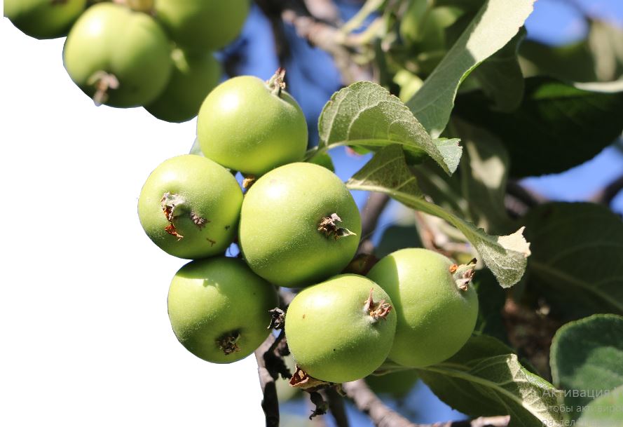 Сиверс – әлемдегі 2 мыңнан астам алма сұрпының атасы