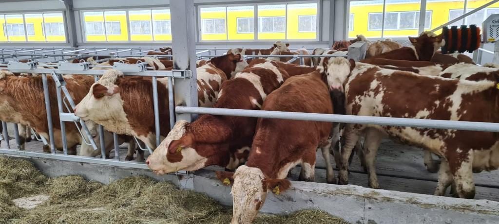 Импортты алмастырудың төте жолы