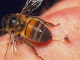 Балалар арасында инсект аллергиясы жиіледі
