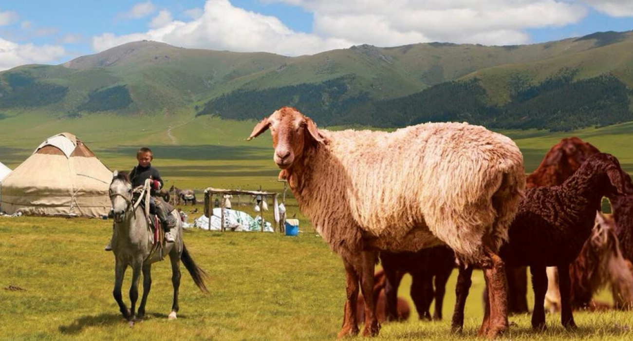 Әйелдердің мол разрядының порносы