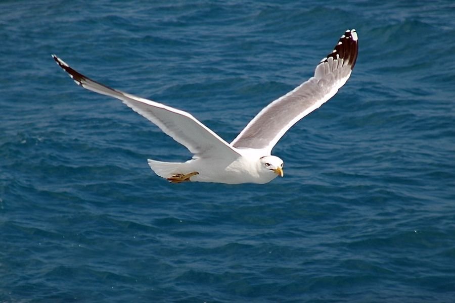 Шағалалар топтанып ұшқанда...