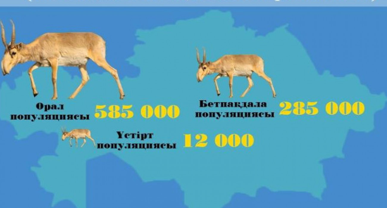 Жалаңаш қыз және көлік