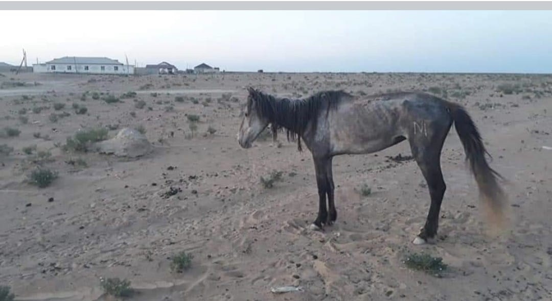 Маңғыстауда мал жұтай бастады