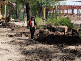 Алматылық ірі компания 150 түп ағашты кесіп тастаған