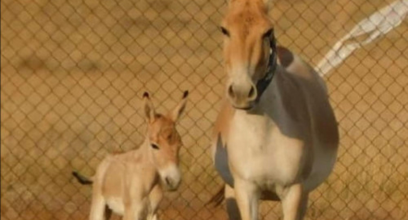 Шабнам сурая секс