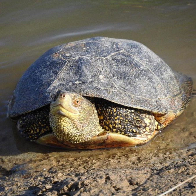 Әйел қынапшасының классификациясы Пушкинодағы жезөкше телефон нөмірлері