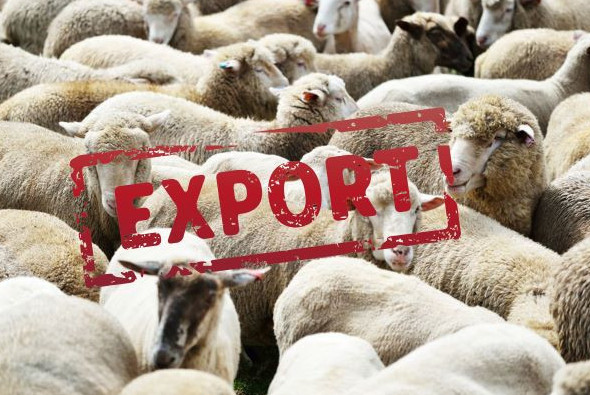 Қой экспортына тыйым  салына ма?