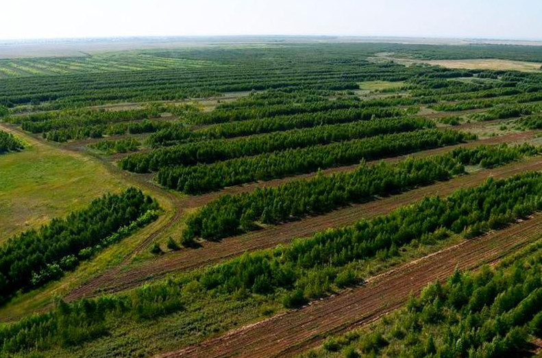 Миллиард ағашты қадағалайтын карта