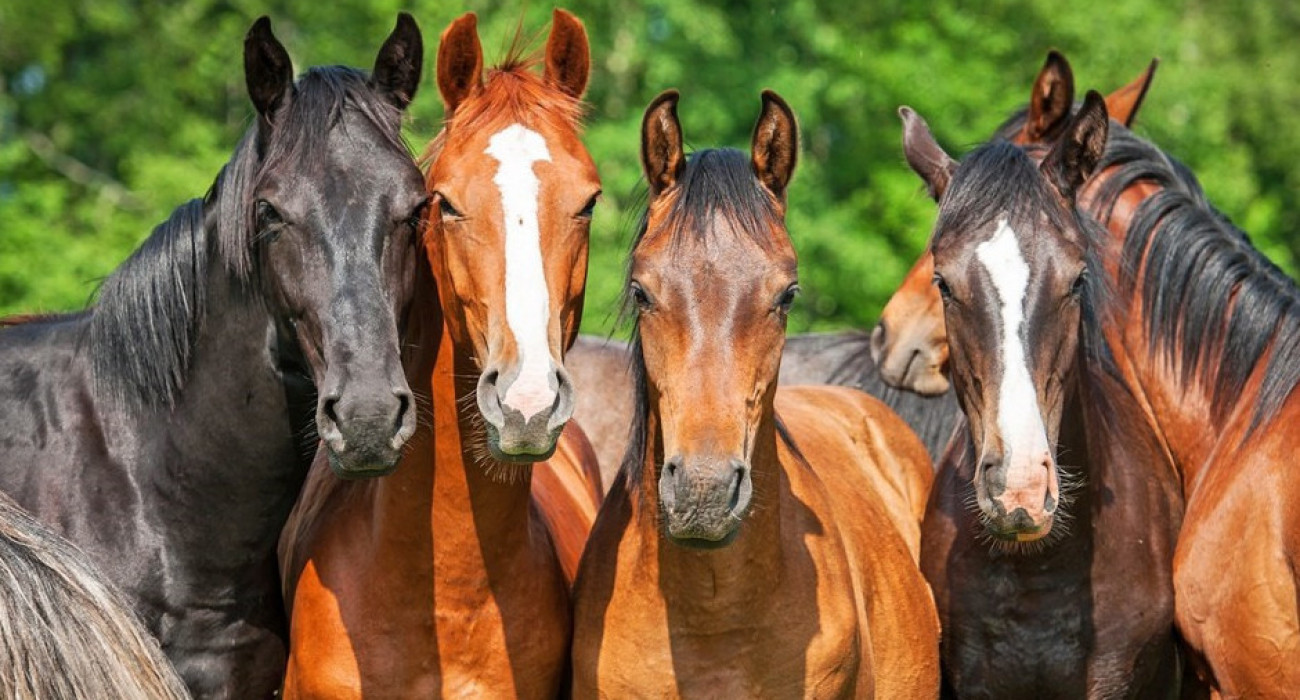 Жезөкшелердің саны Қырым Саки Жезөкшелердің саны Қырым Саки