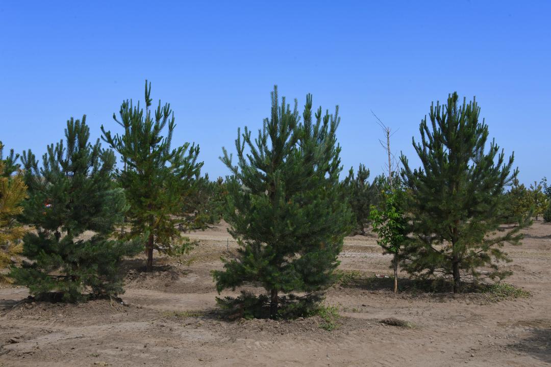 Алматыда 300 мың түп ағаш отырғызылады