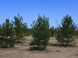 Алматыда 300 мың ағаш отырғызылады
