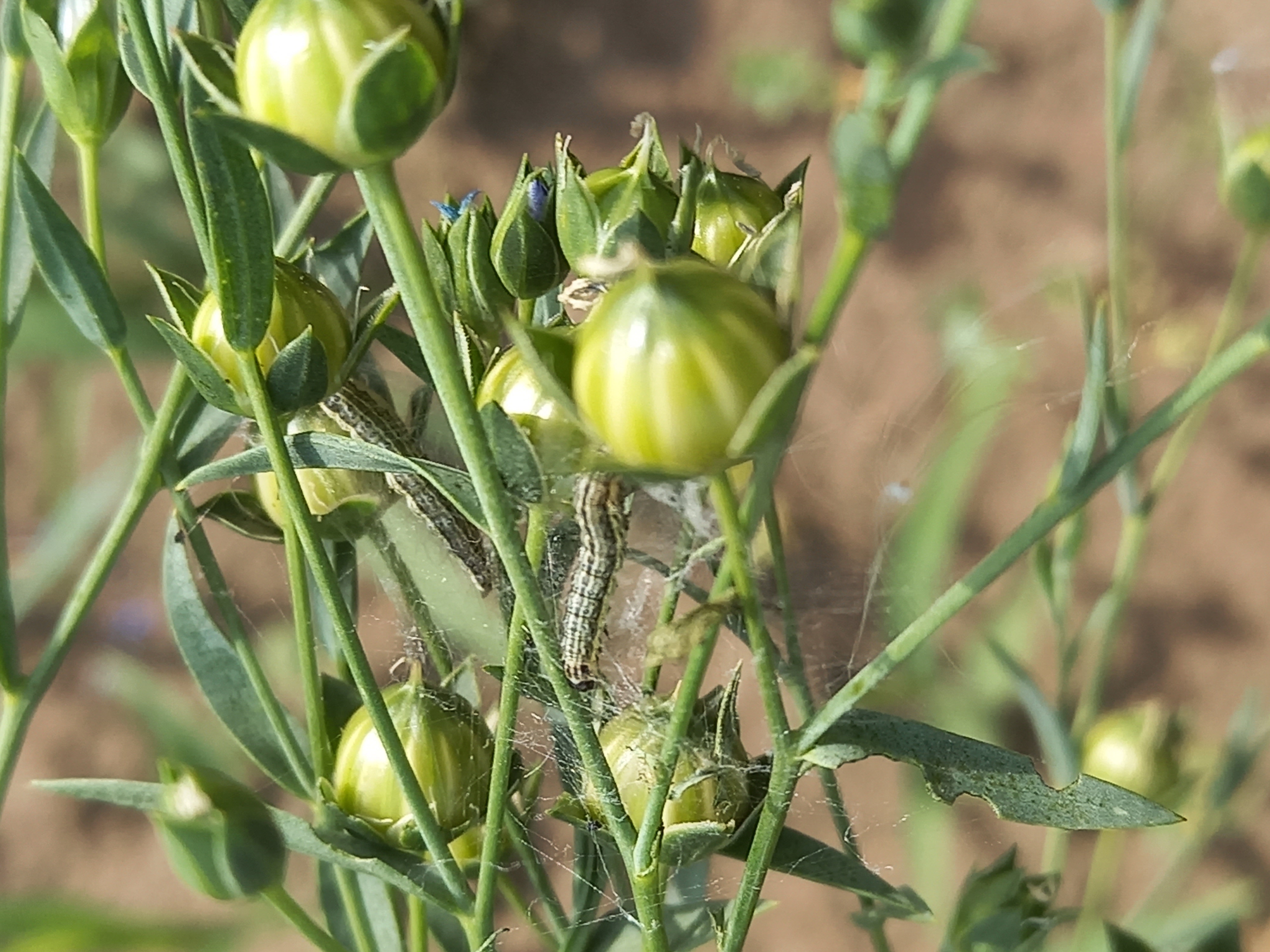 Кемеровода әйелдер жыныстық қатынасқа түсуді қалайды