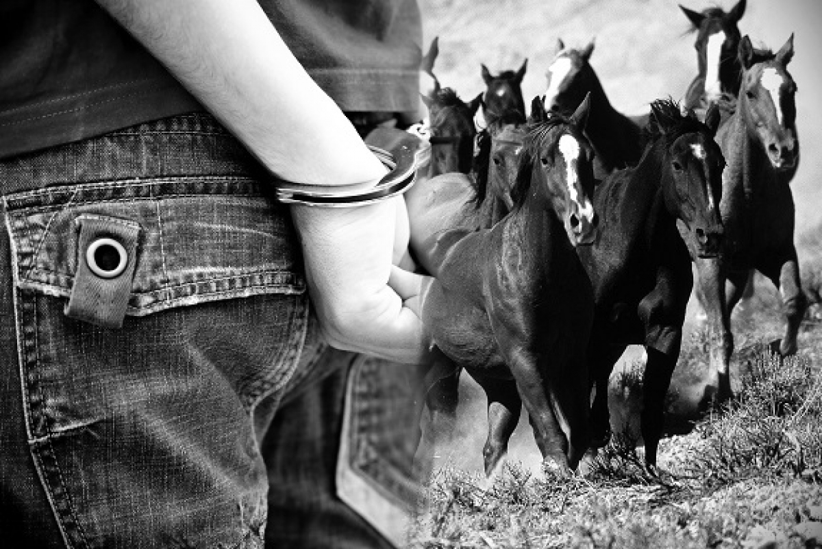 Мал ұрлығы мазаны алып тұр