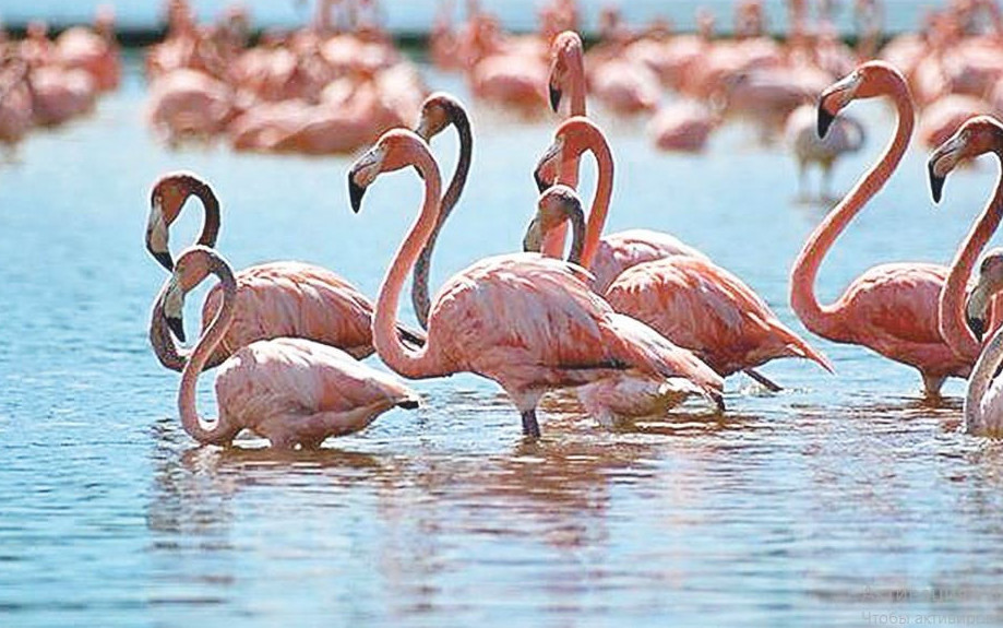 Қорғалжыннан келген қонақтар