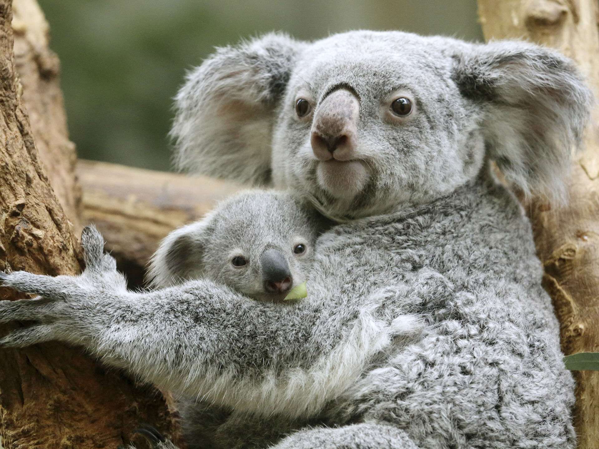 Австралияда коала саны күрт азайған