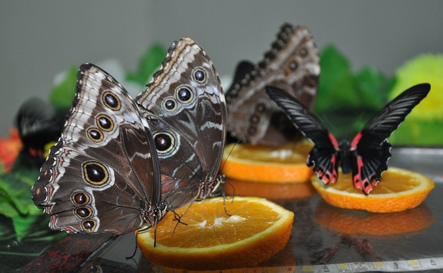 Төтенше порно