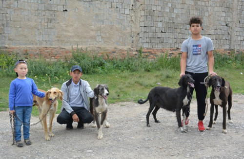 Иттің тектісі – тазы