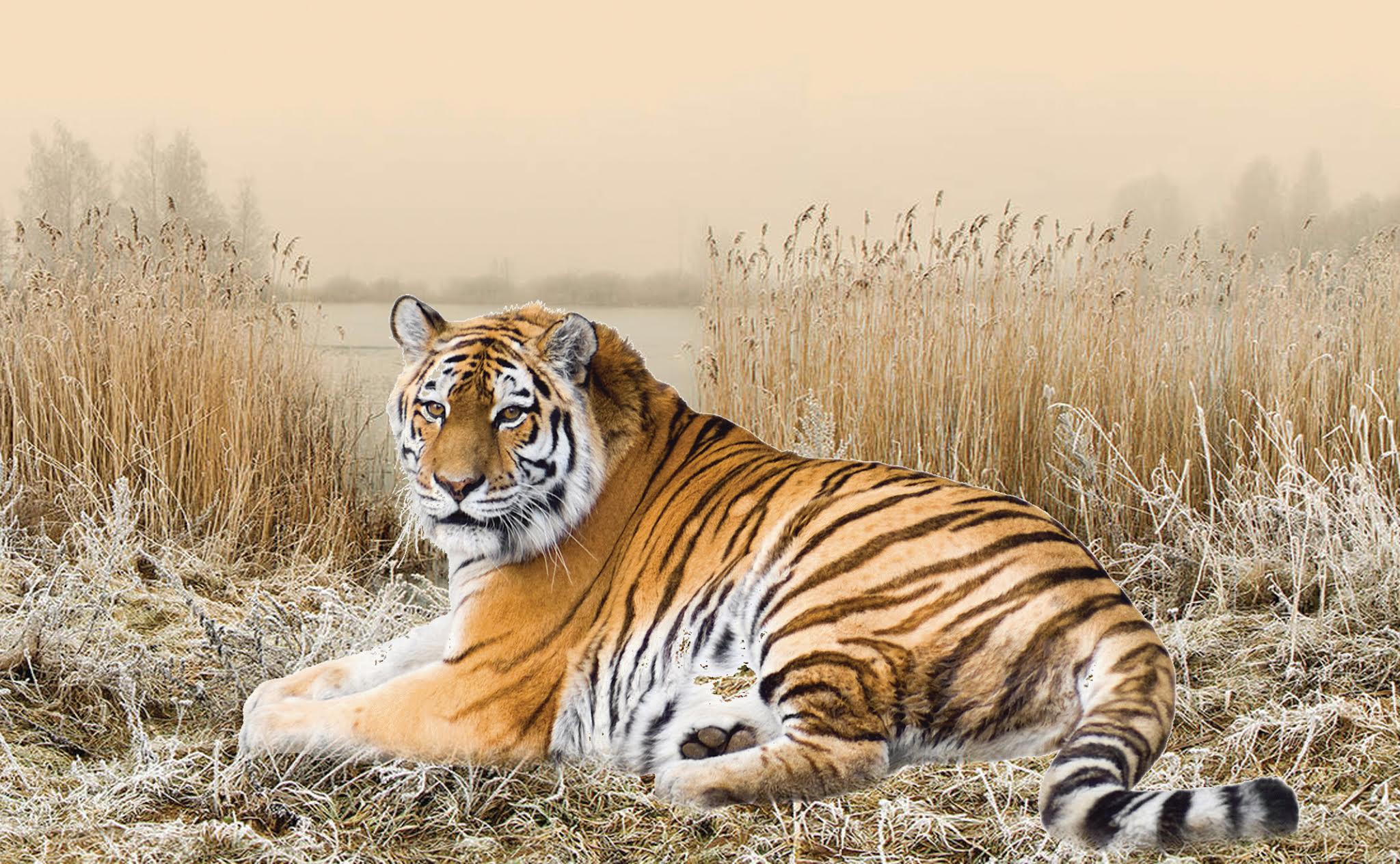 Жолбарыс қалай жерсіндірілмек?