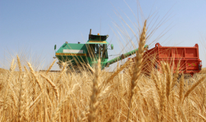 Ақмолалық диқандар астықсыз емес