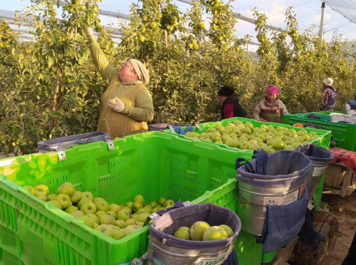 Саясында алманың...