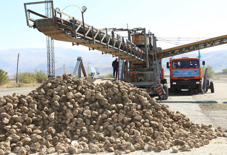 Қант қызылшасын өсіру – азық-түлік қауіпсіздігінің кепілі